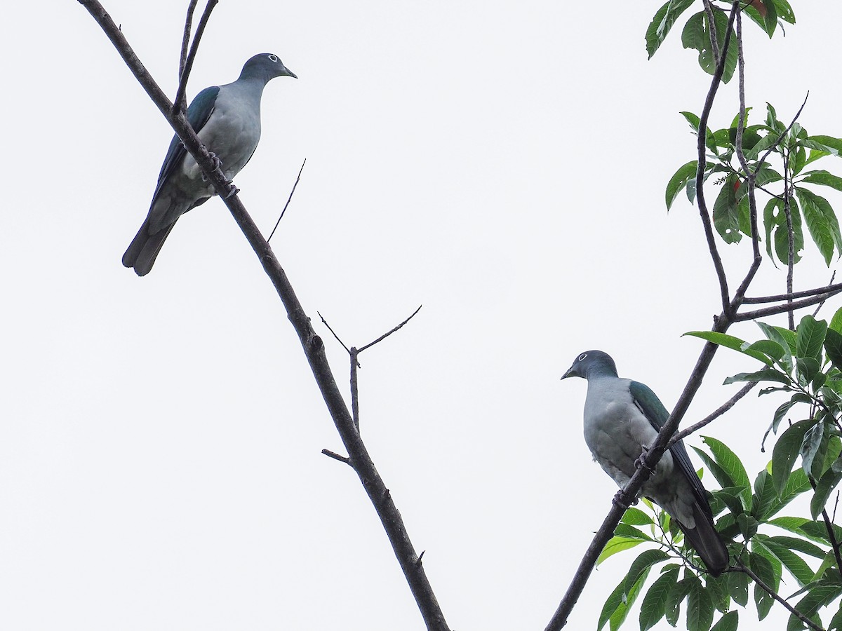 Spectacled Imperial-Pigeon - ML619478315