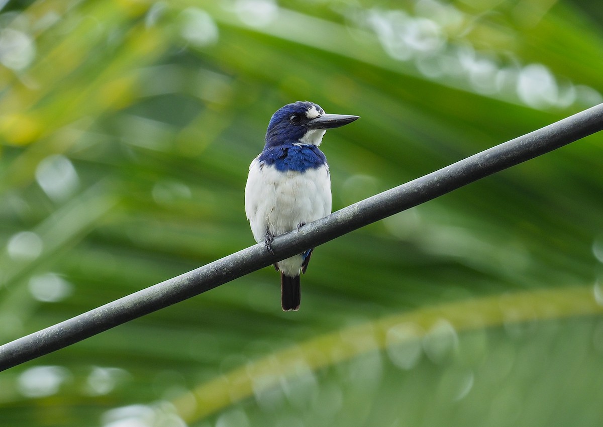 Blue-and-white Kingfisher - ML619478318