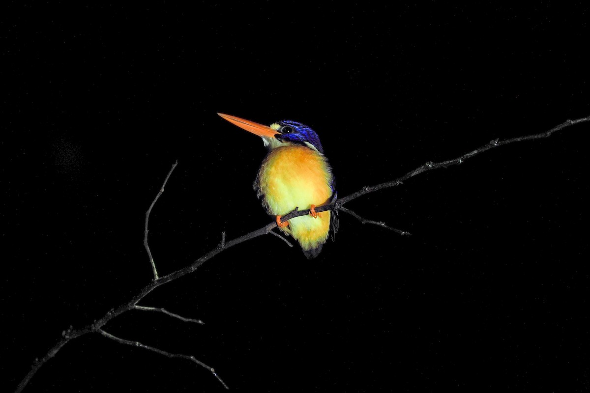 Moluccan Dwarf-Kingfisher (North Moluccan) - ML619478325