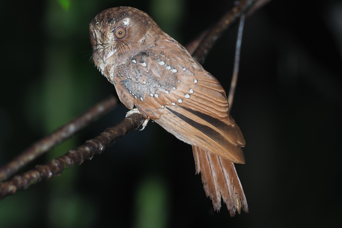 Moluccan Owlet-nightjar - ML619478328