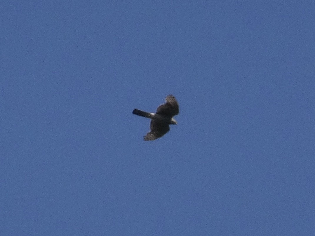 Eurasian Sparrowhawk - ML619478342