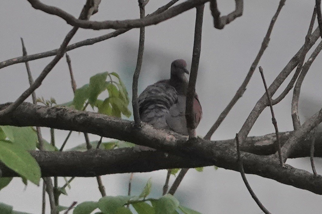 Pale-vented Pigeon - ML619478343