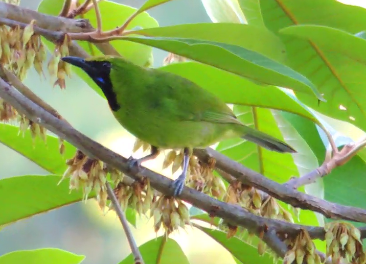 Lesser Green Leafbird - ML619478350
