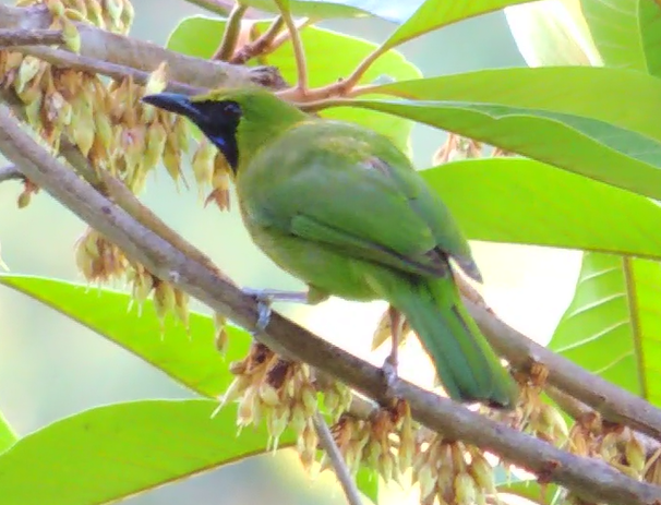 Lesser Green Leafbird - ML619478352