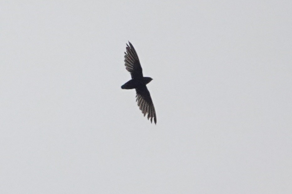 Short-tailed Swift - ML619478359
