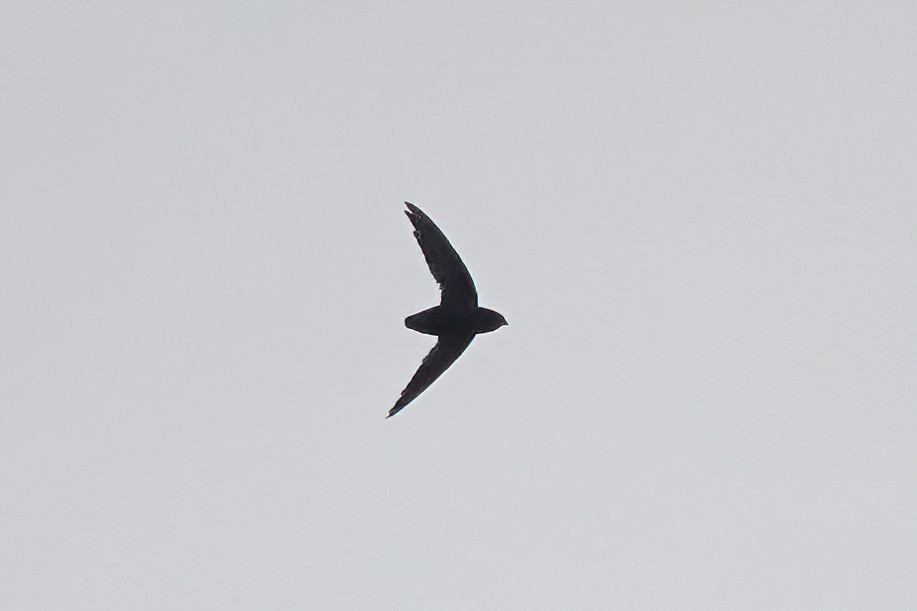 Short-tailed Swift - ML619478361