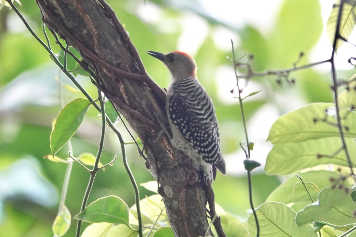 Red-crowned Woodpecker - ML619478382