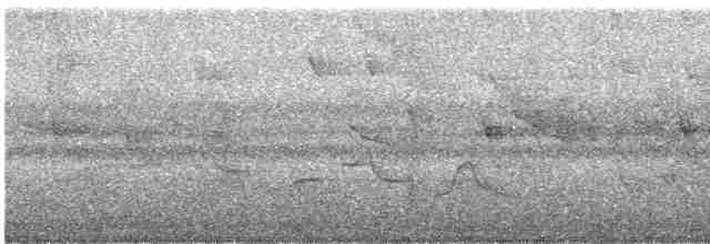 Pauraquenachtschwalbe - ML619478391