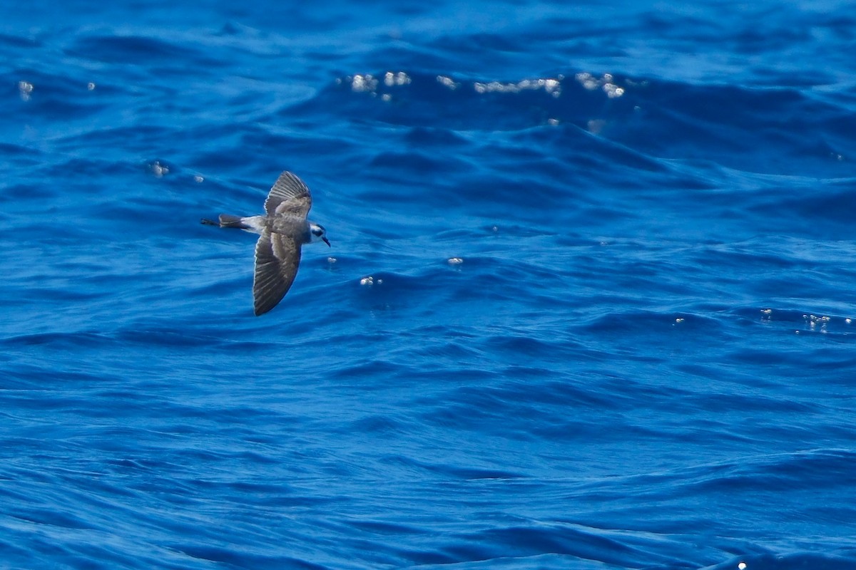 White-faced Storm-Petrel - ML619478397