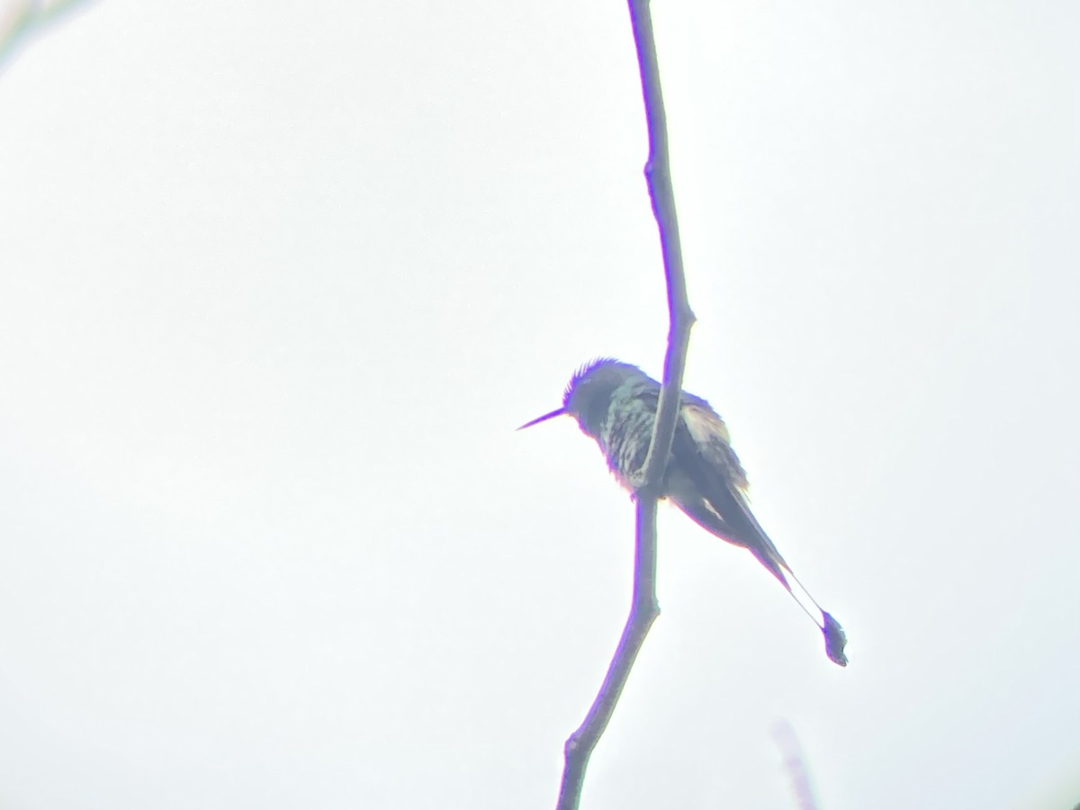kolibřík pálkoocasý - ML619478410