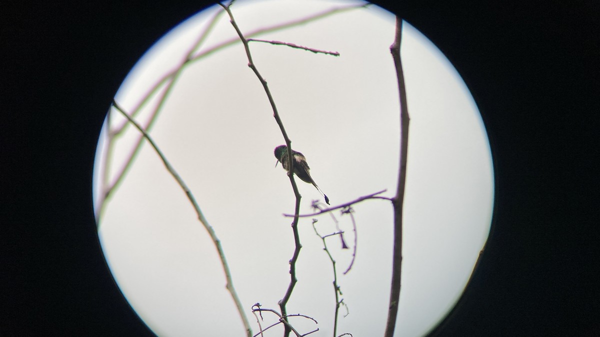 kolibřík pálkoocasý - ML619478411