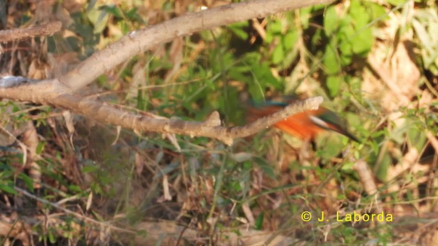 Common Kingfisher - ML619478417