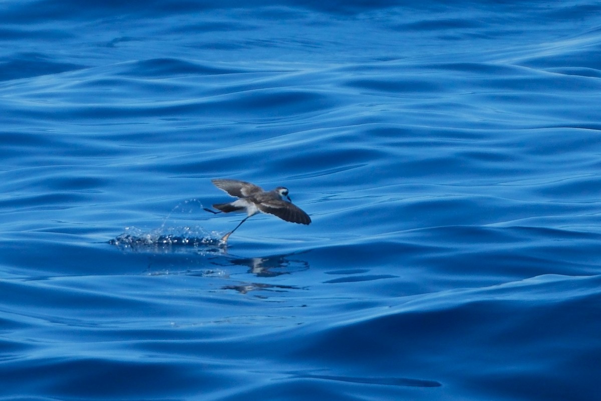 White-faced Storm-Petrel - ML619478421
