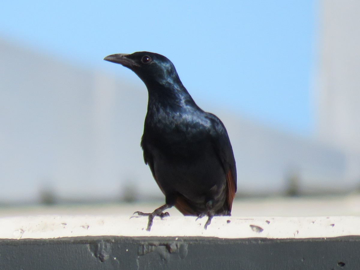 Red-winged Starling - ML619478534