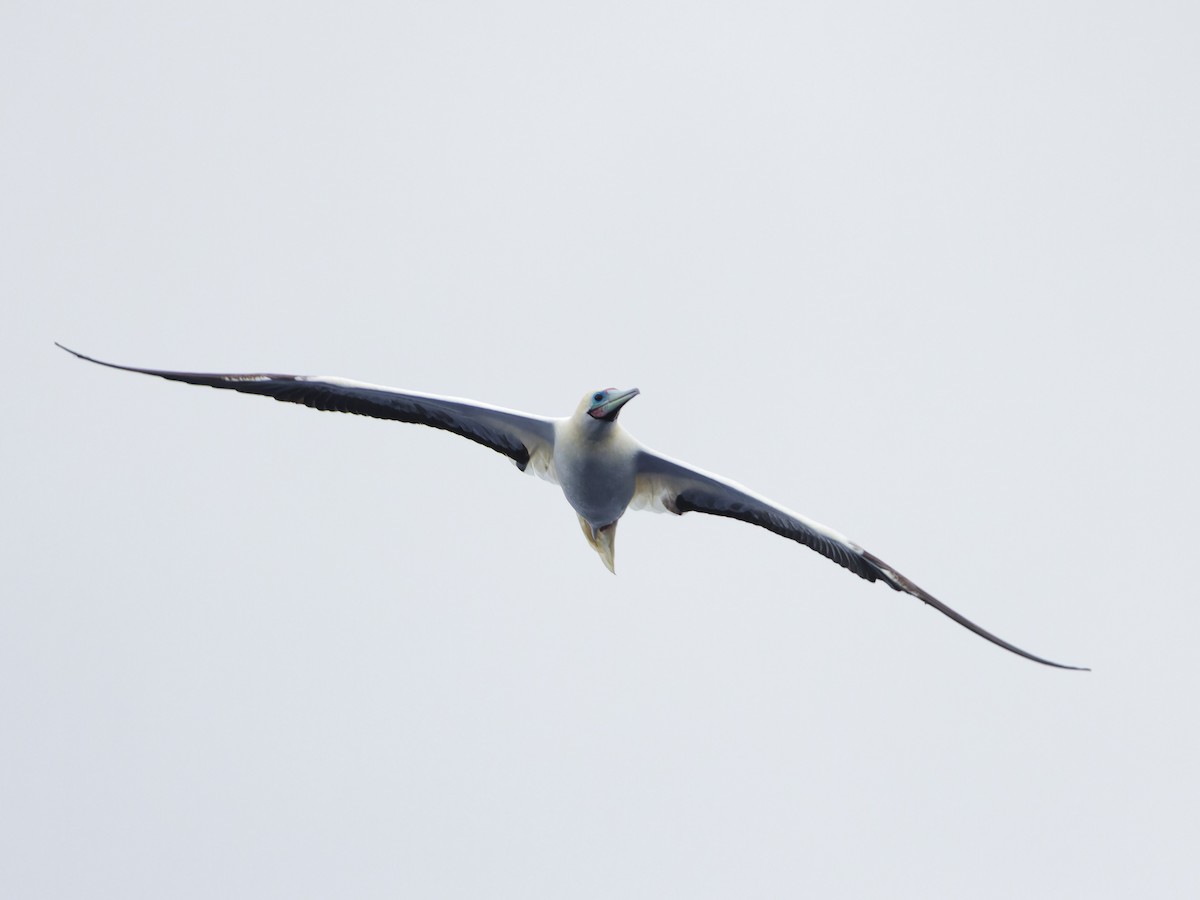 Red-footed Booby - ML619478594