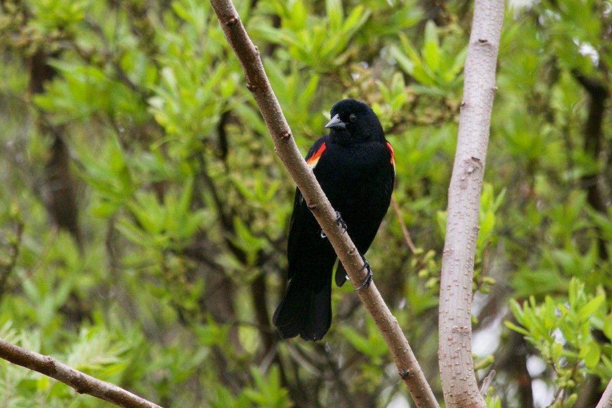 Red-winged Blackbird - ML619478643