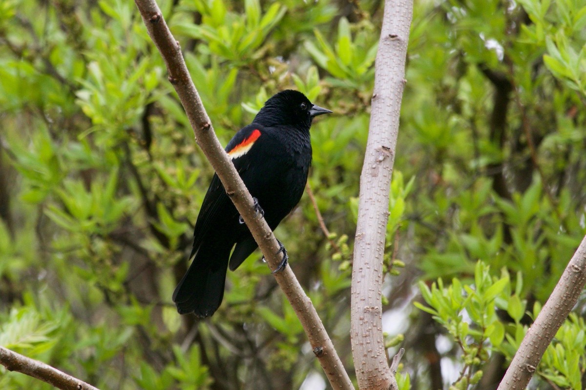 Red-winged Blackbird - ML619478644