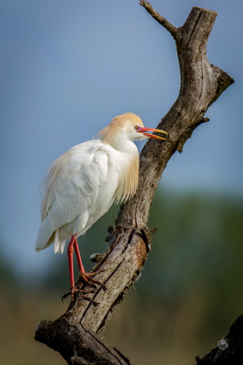 Египетская цапля (ibis) - ML619478675