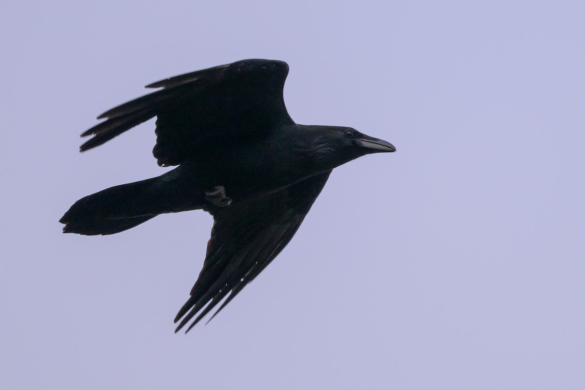 Common Raven - ML619478714