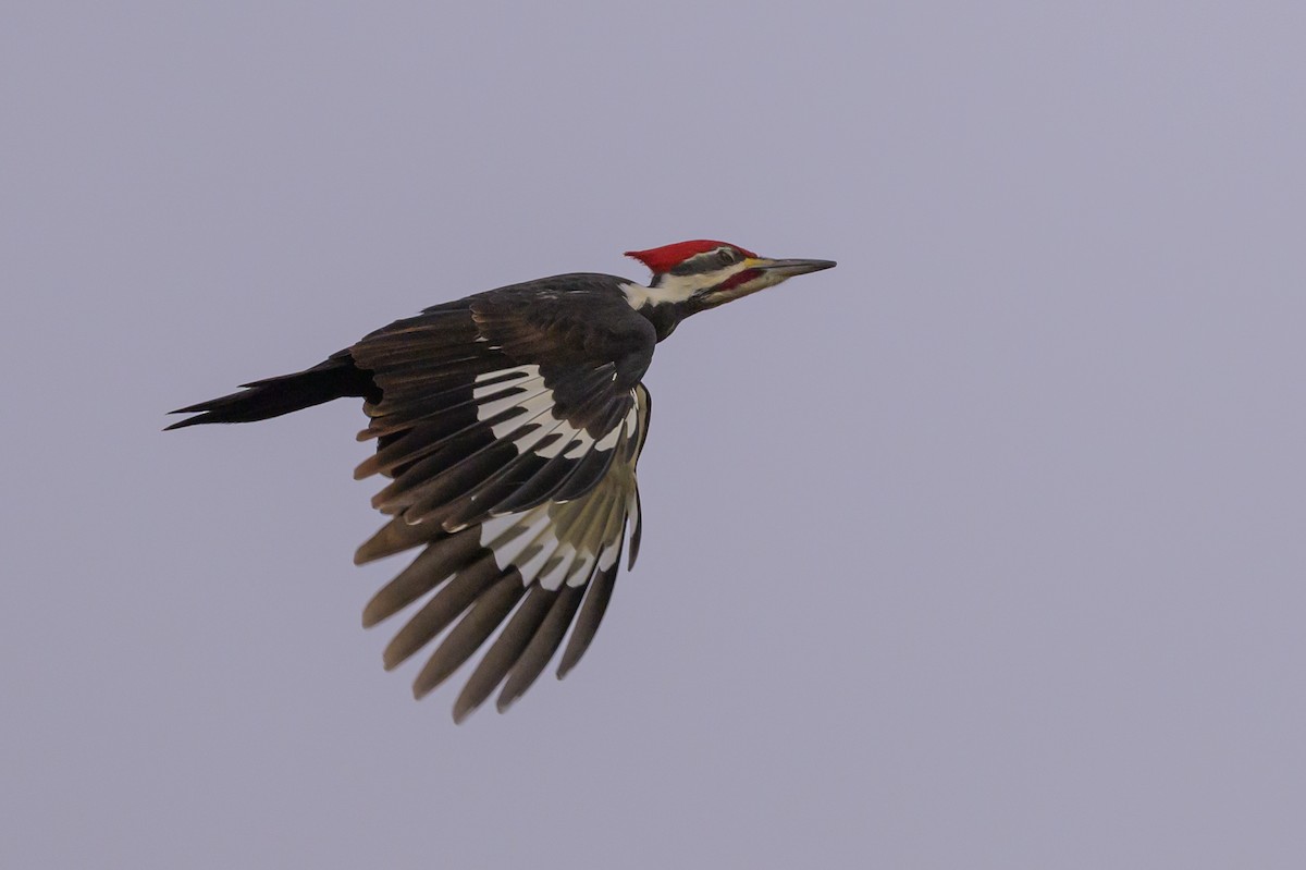 Pileated Woodpecker - ML619478715