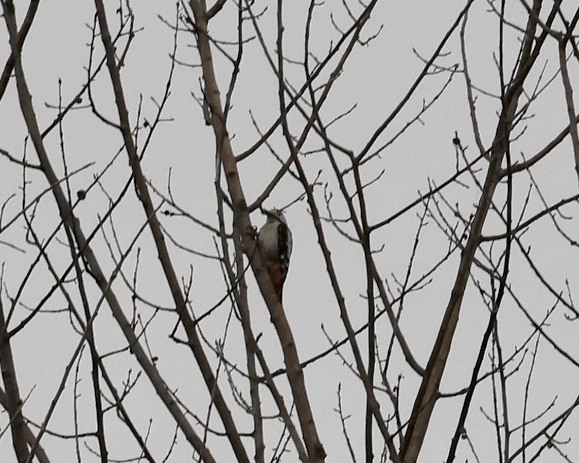 Syrian Woodpecker - ML619478717
