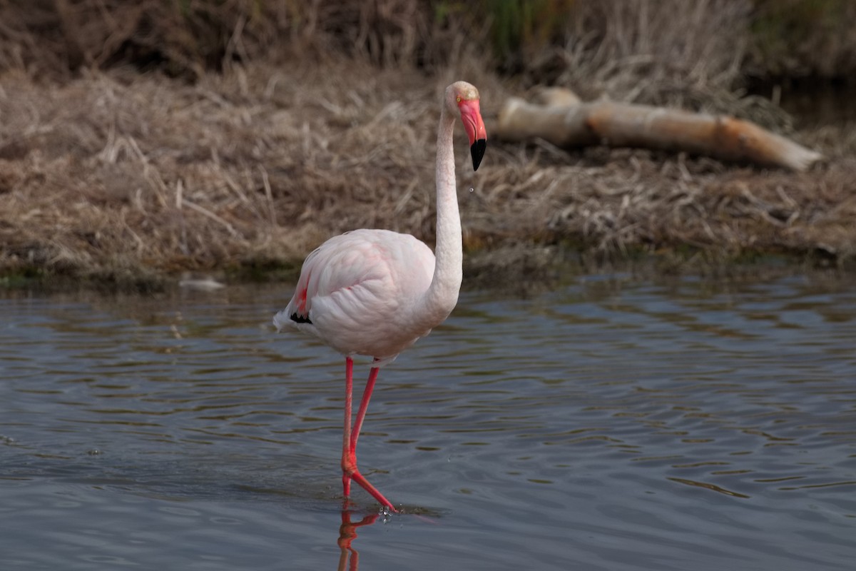 Greater Flamingo - ML619478735