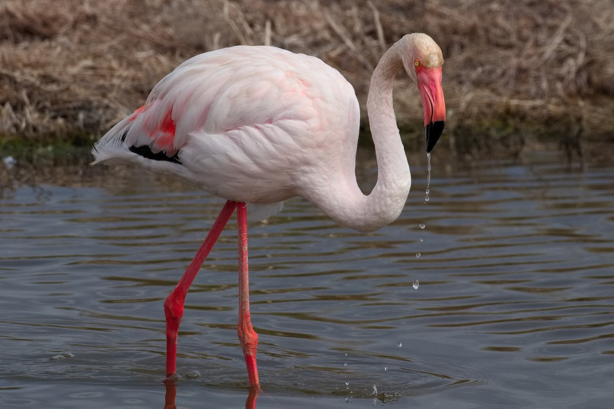 Greater Flamingo - ML619478737