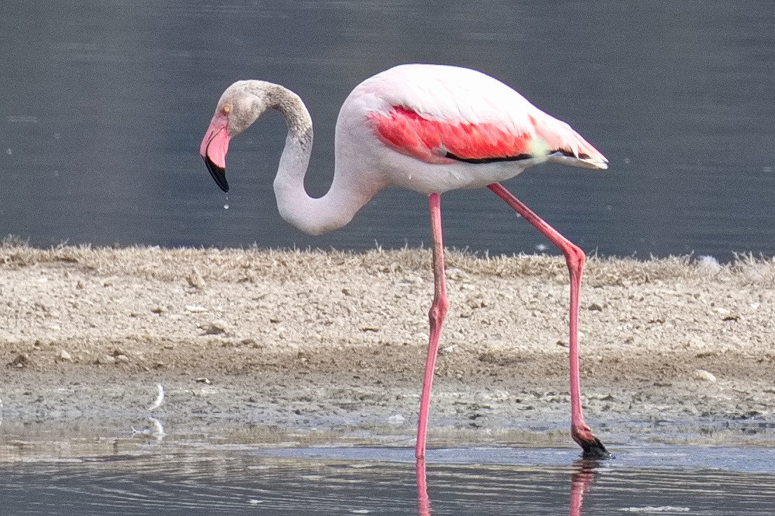 Greater Flamingo - ML619478739