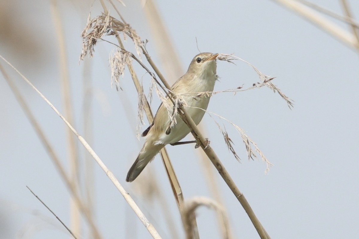 Common Reed Warbler - ML619478767