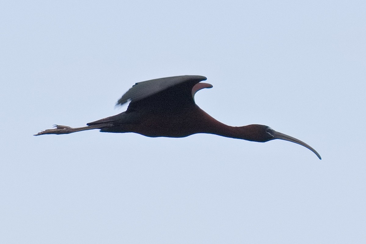 ibis hnědý - ML619478774