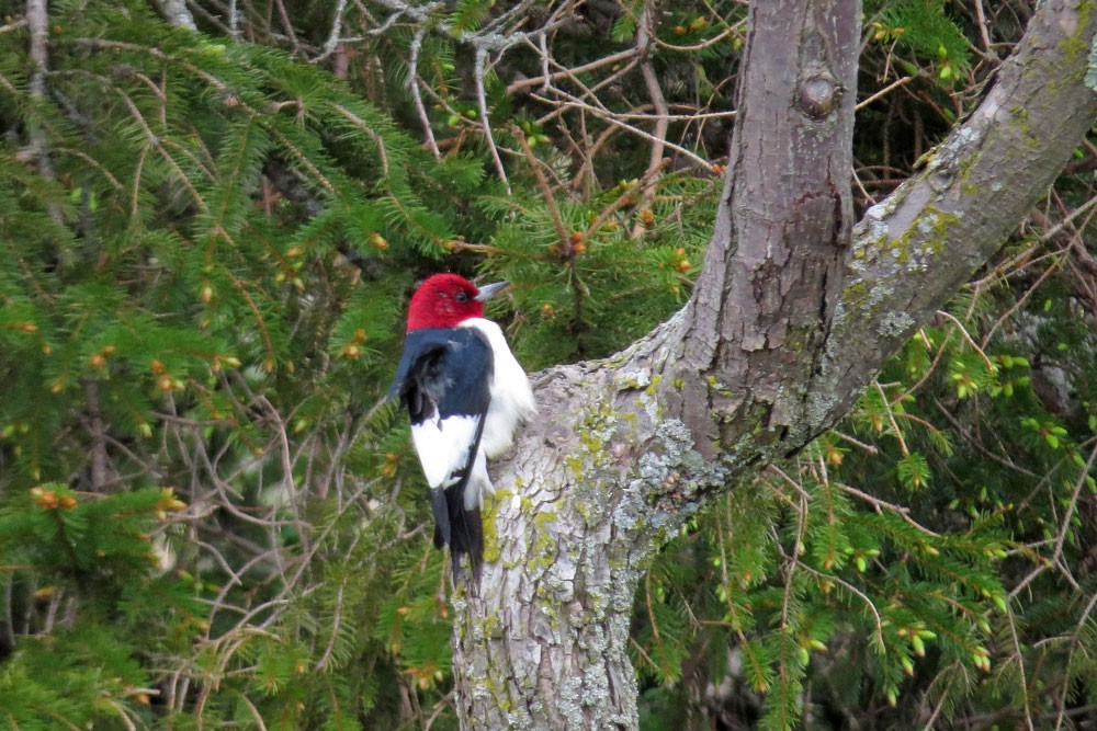 Red-headed Woodpecker - ML619478780
