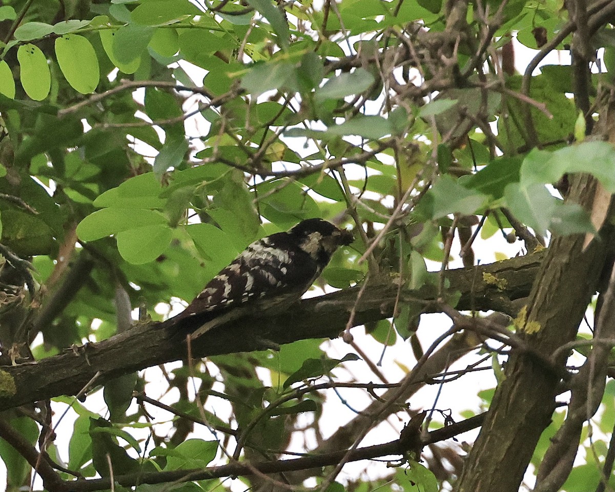 Lesser Spotted Woodpecker - ML619478786