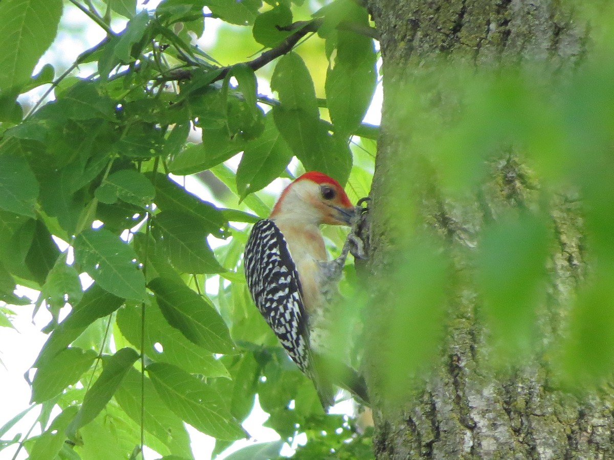 Red-bellied Woodpecker - ML619478799