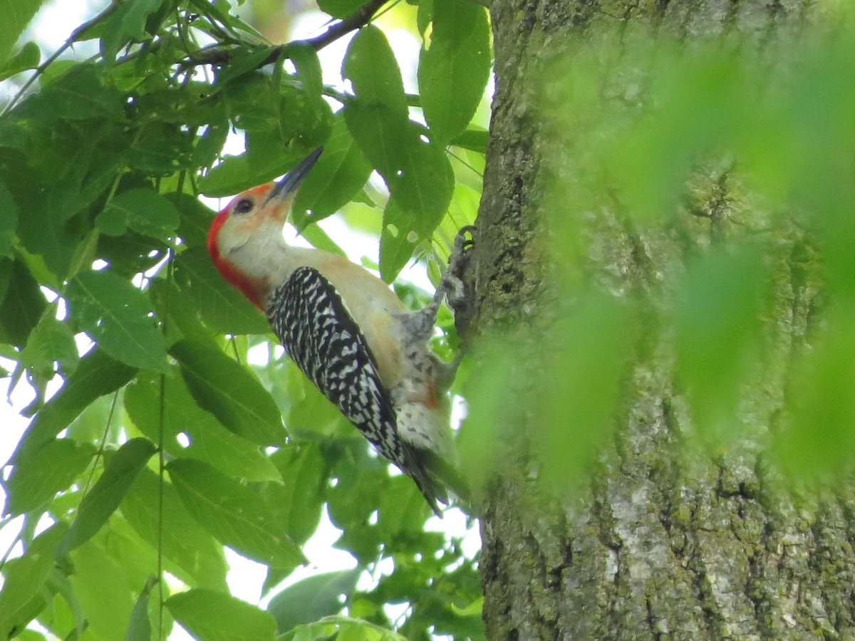 Red-bellied Woodpecker - ML619478800