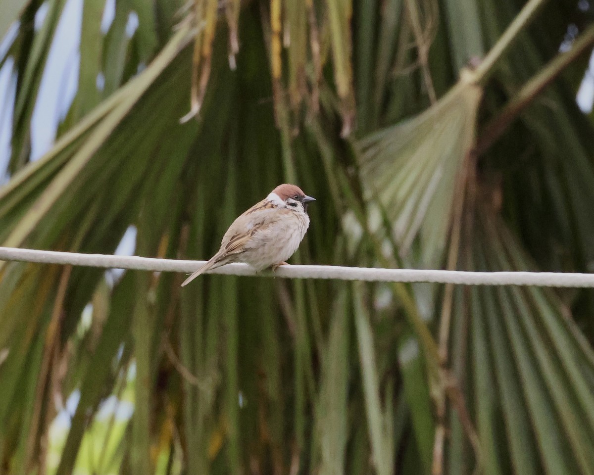 Eurasian Tree Sparrow - ML619478805