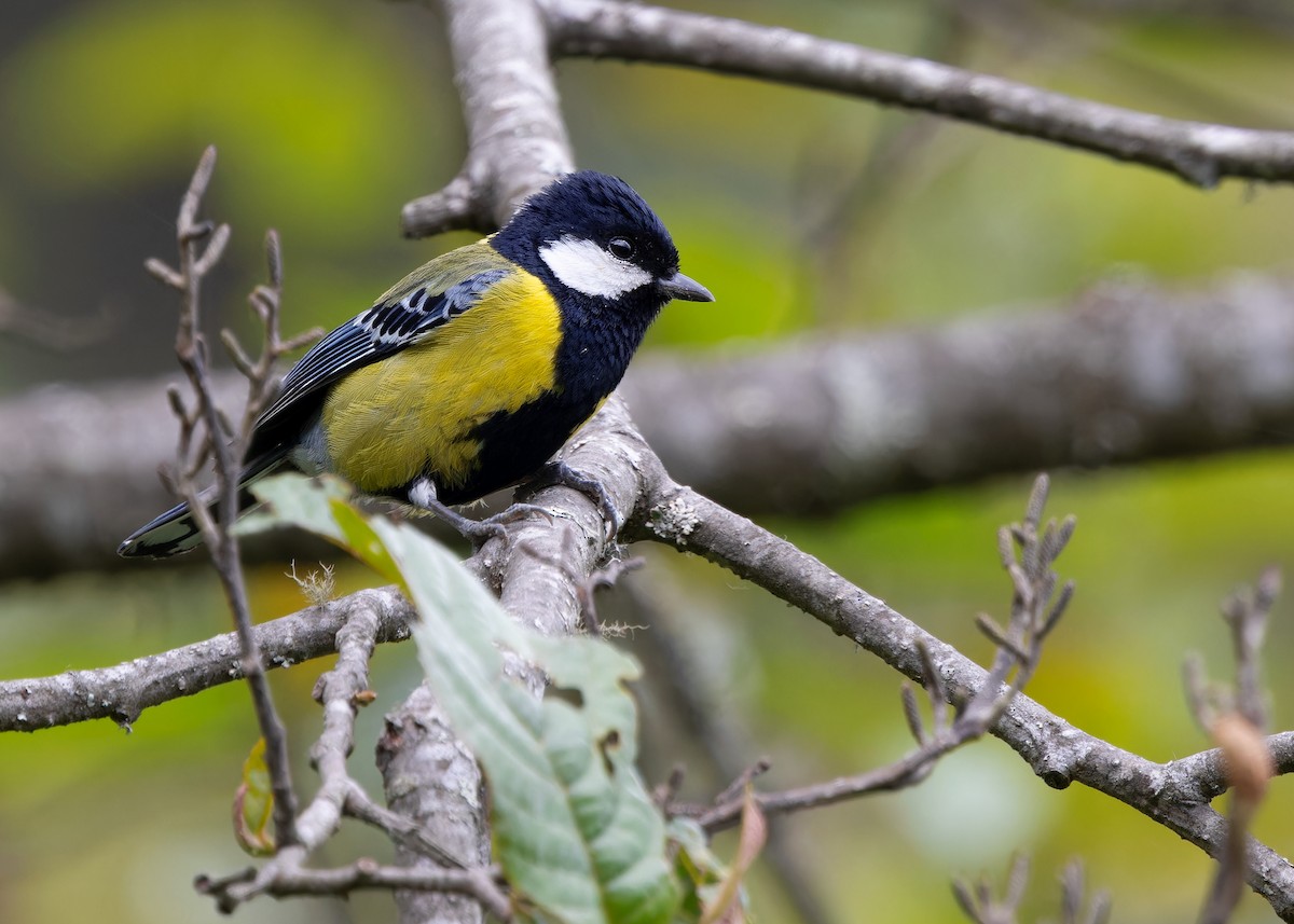 Green-backed Tit - ML619478821