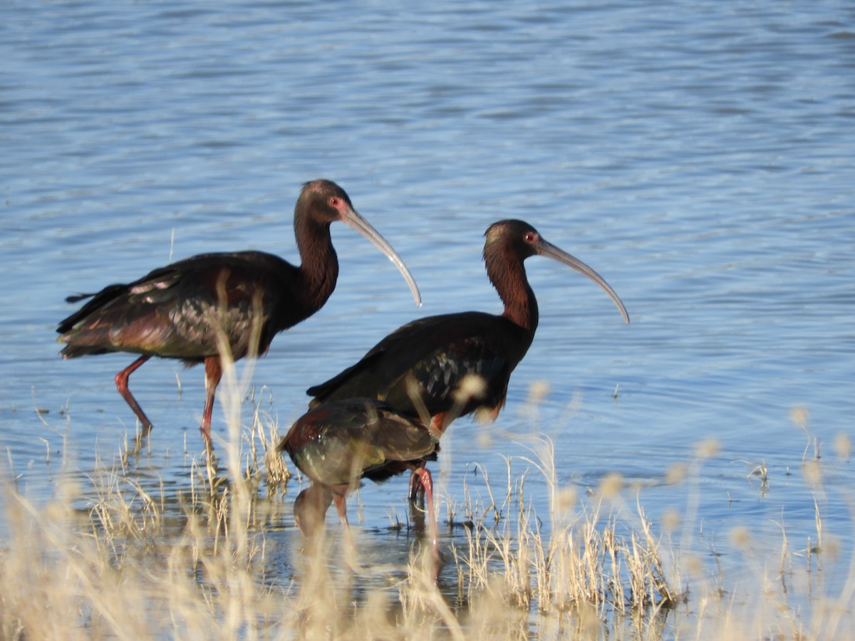 ibis americký - ML619478868