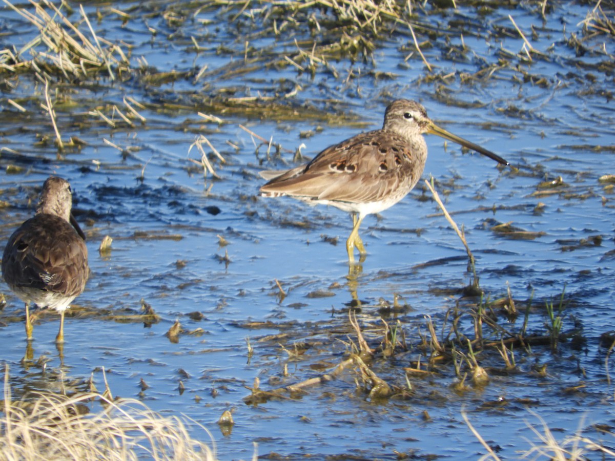 Long-billed Dowitcher - ML619478875