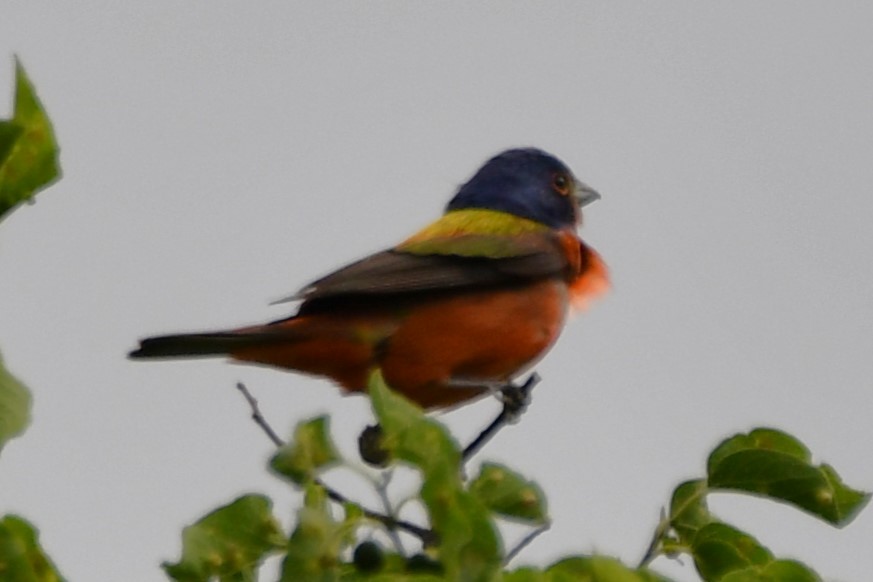Painted Bunting - ML619478880