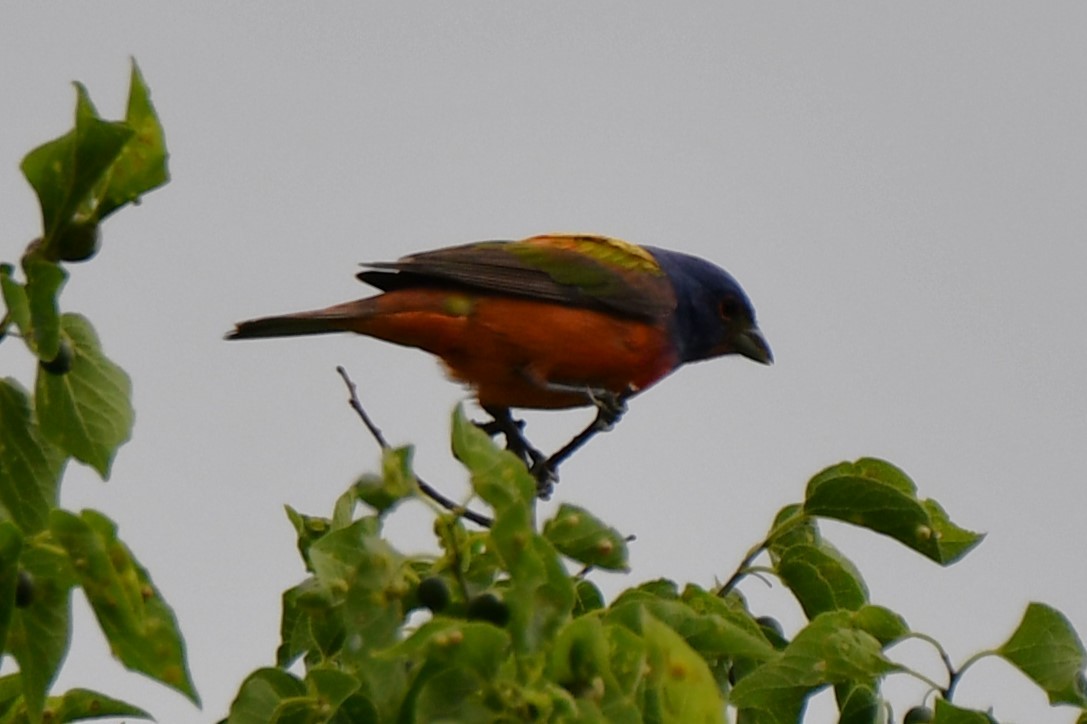 Painted Bunting - ML619478882