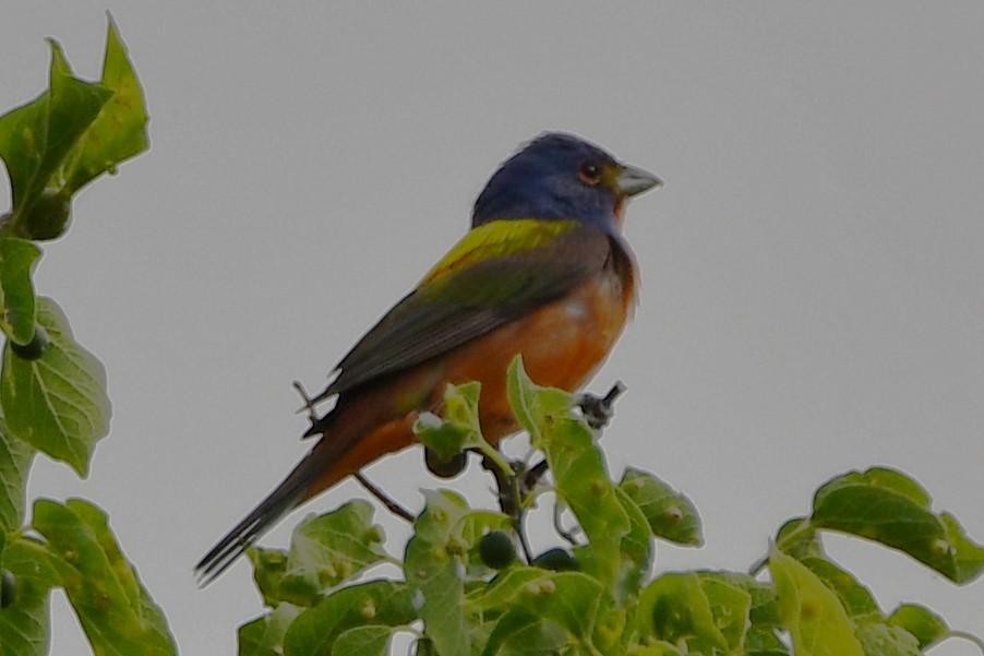 Painted Bunting - ML619478885