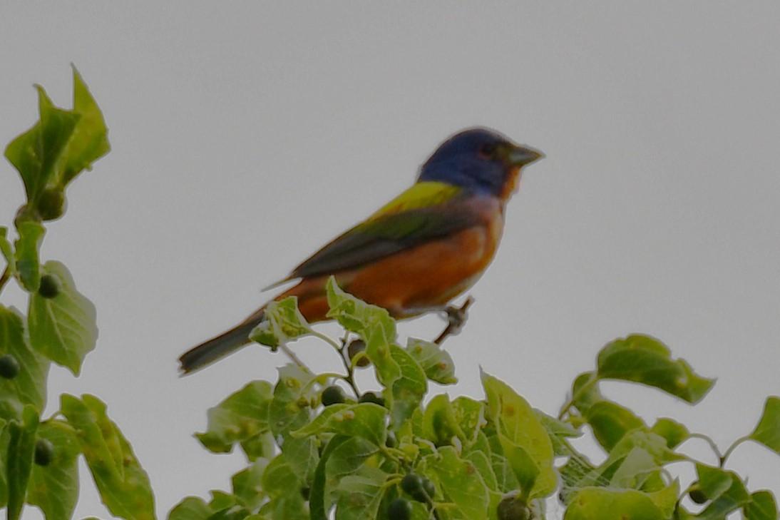 Painted Bunting - ML619478886