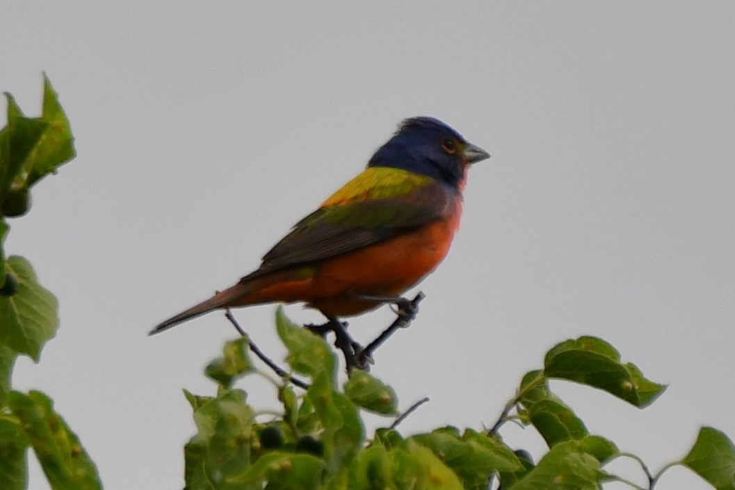 Painted Bunting - ML619478887