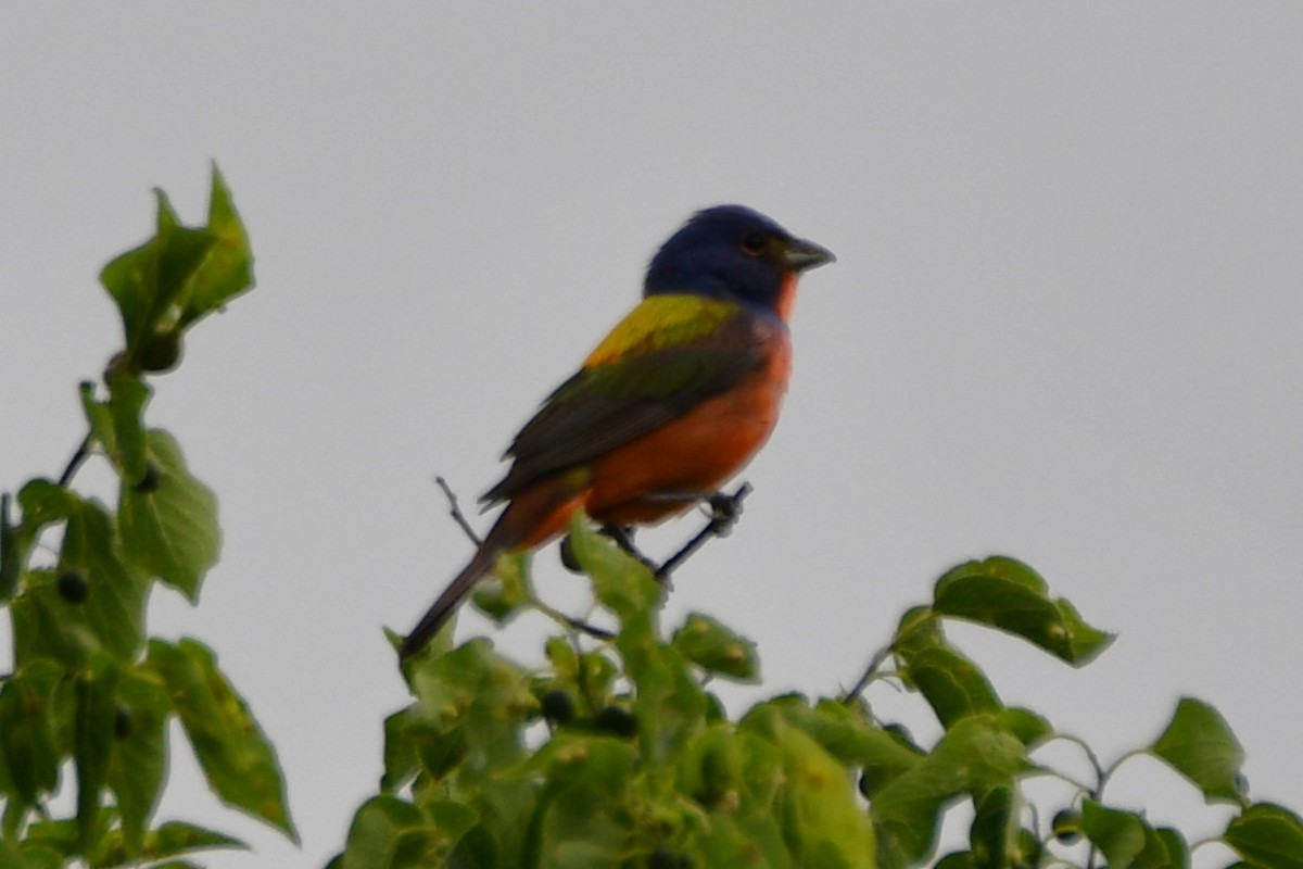 Painted Bunting - ML619478888
