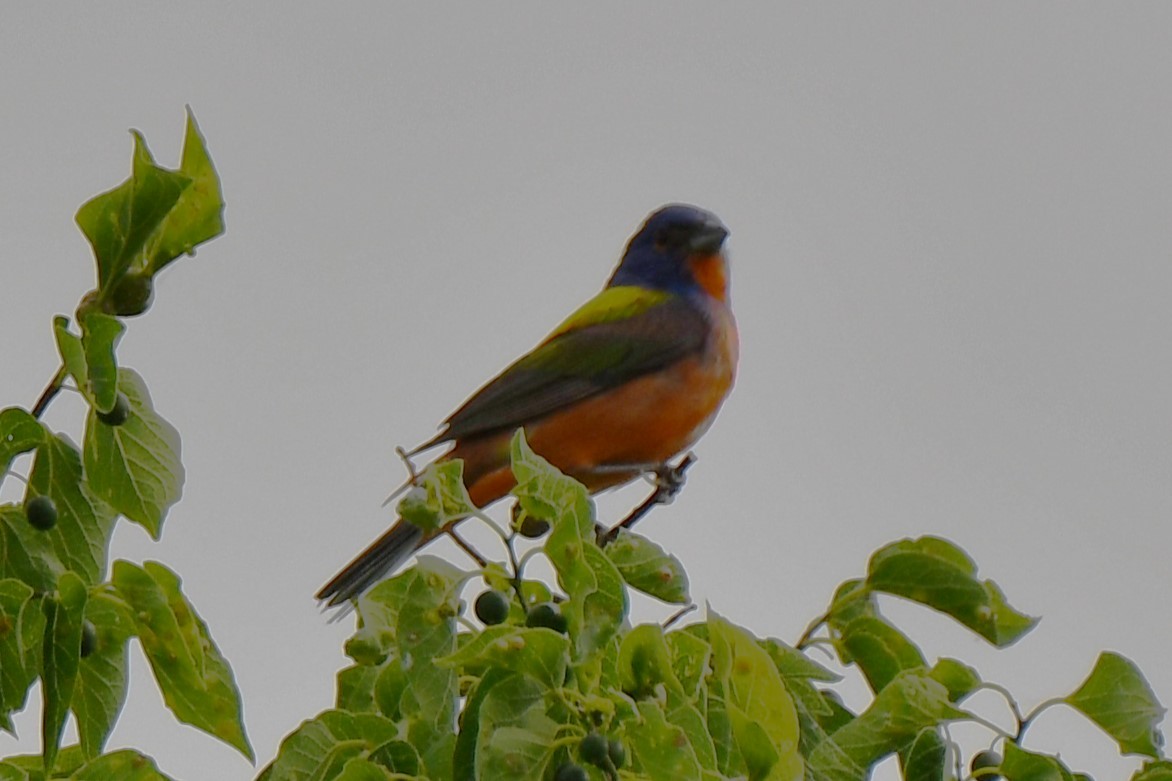 Painted Bunting - ML619478889