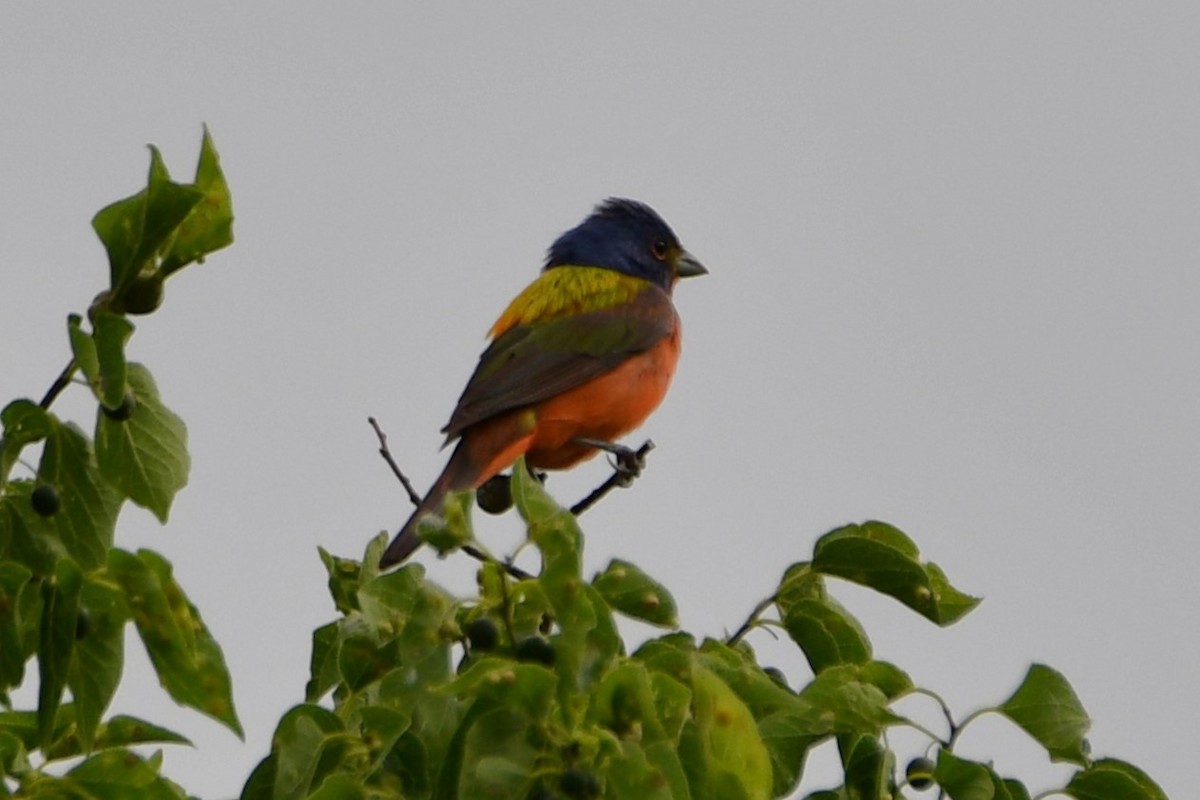 Painted Bunting - ML619478892