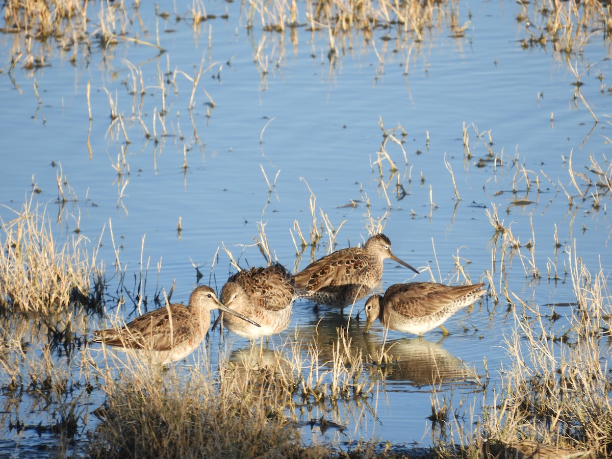 Long-billed Dowitcher - ML619478893