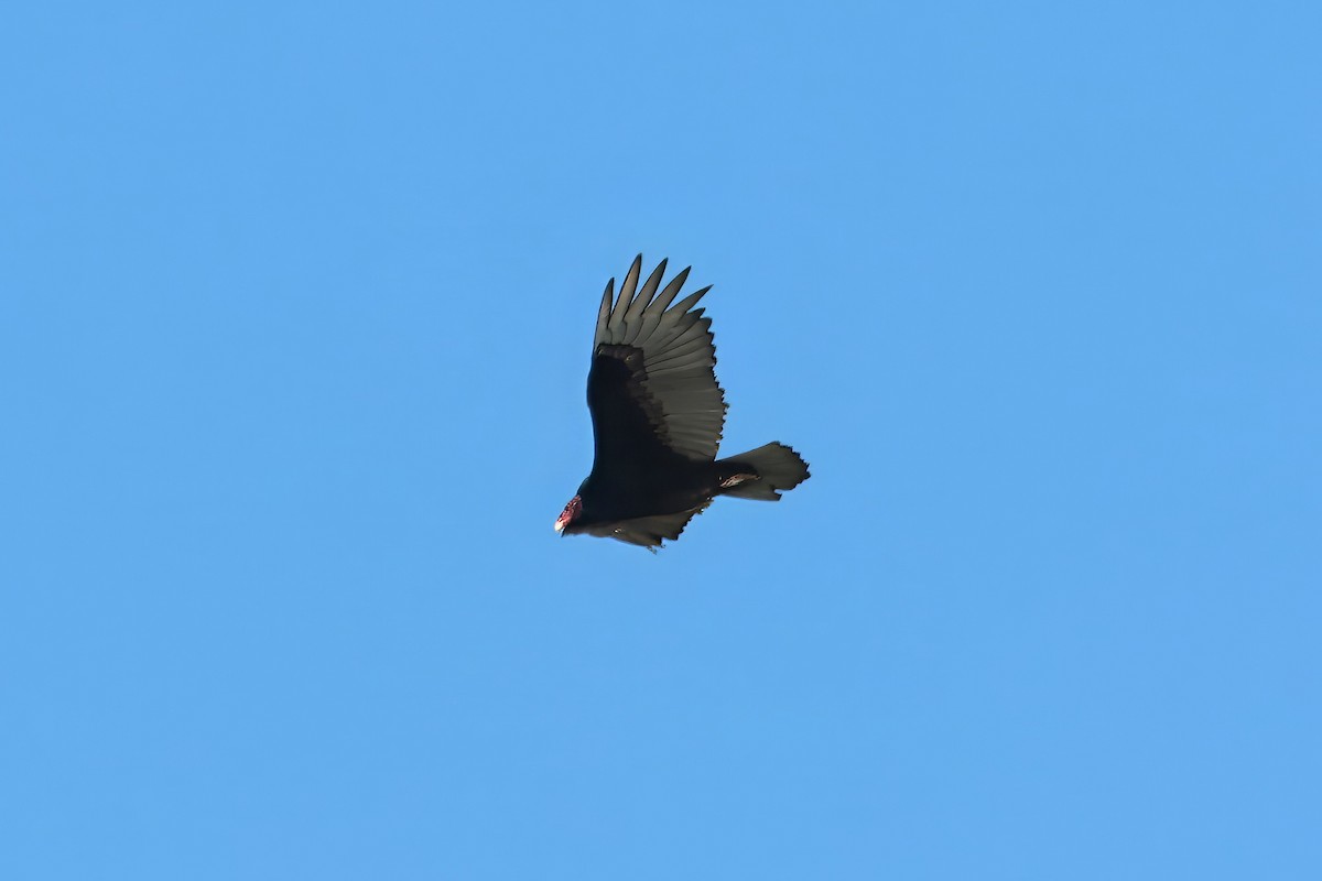 Turkey Vulture - ML619478907