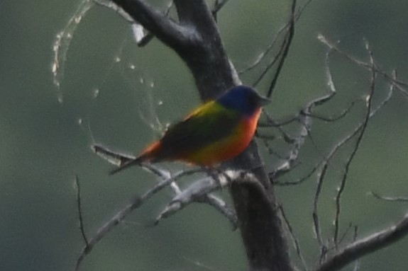 Painted Bunting - ML619478909