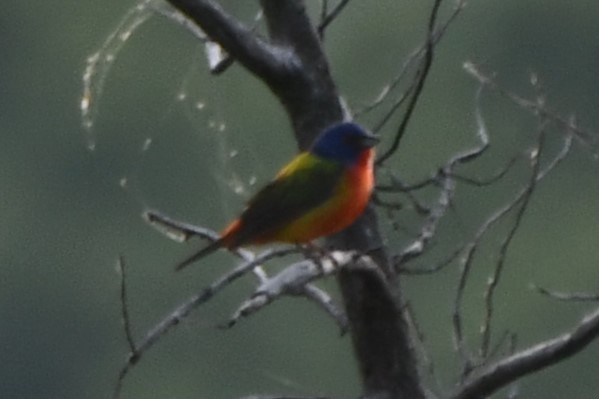 Painted Bunting - ML619478910